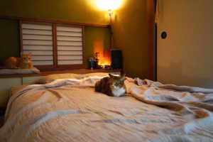 就寝時は、枕元とベッドのど真ん中に猫がいるのが定番スタイル。