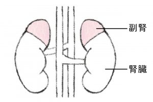 副腎は左右の腎臓の上にあるクルミ大の臓器。小粒ながらストレスに対処する大切なホルモンを分泌。