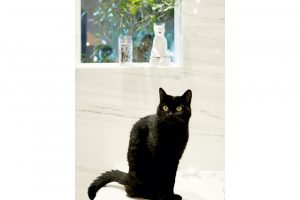 キッチンには愛猫ライカの食事&リラックスコーナー。窓辺に猫の香炉も置かれて。