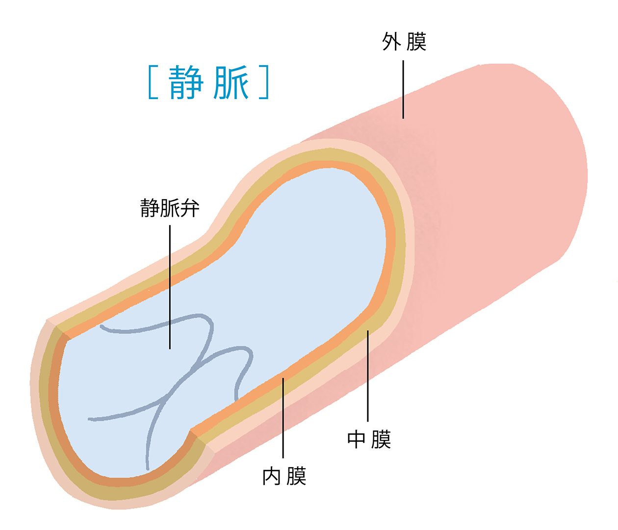 血管の構造 イラスト _ 血管 構造 図 – KLWZJ
