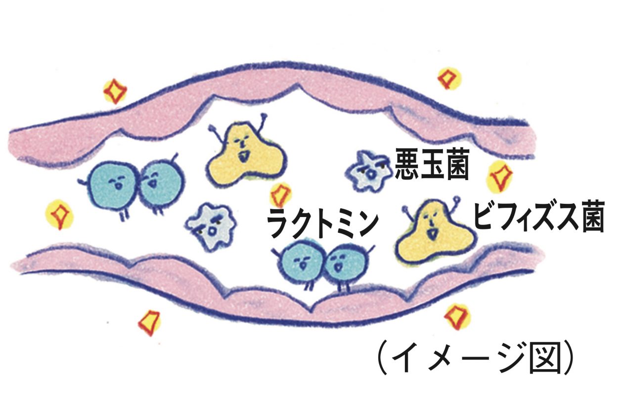 ビオフェルミン ガス 溜まる