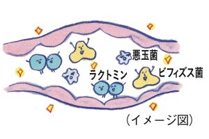 乳酸菌が悪玉菌の増殖を抑え、ガスの発生しにくい腸内環境にする。