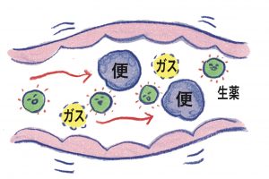 生薬が腸の働きを整え、便を出しやすくする。