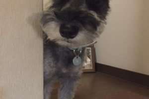 #クロワッサン犬部 発足。犬の写真を大募集します！