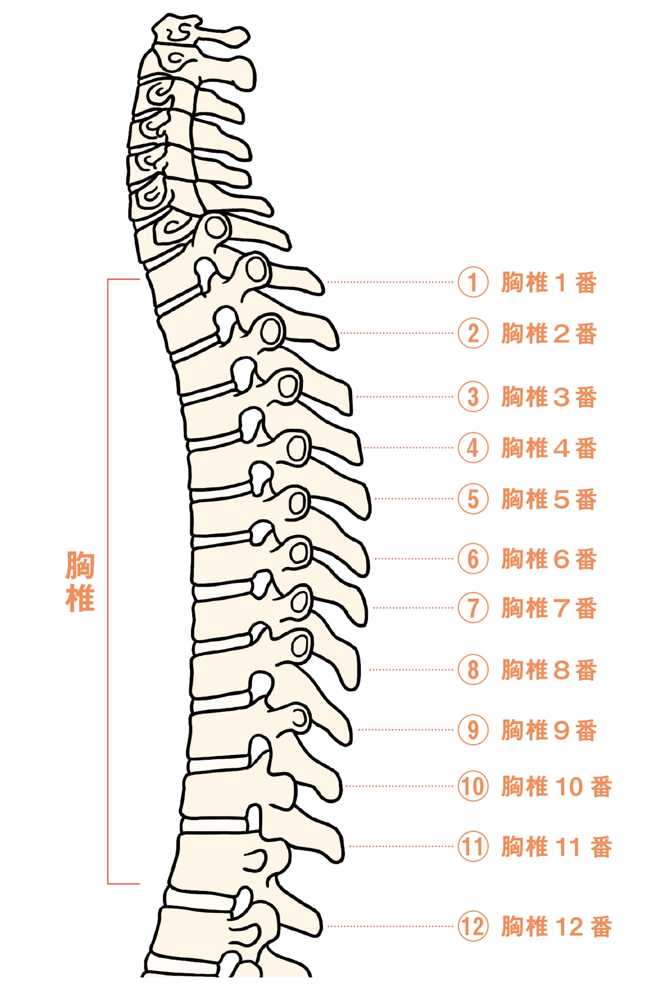 胸椎の健康度をチェックしてみましょう。 | 健康 | クロワッサン