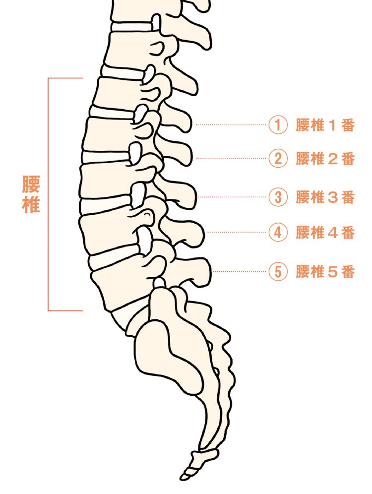 2つの動作で腰椎の運動性をチェックしてみましょう。 | 健康 | クロワッサン オンライン