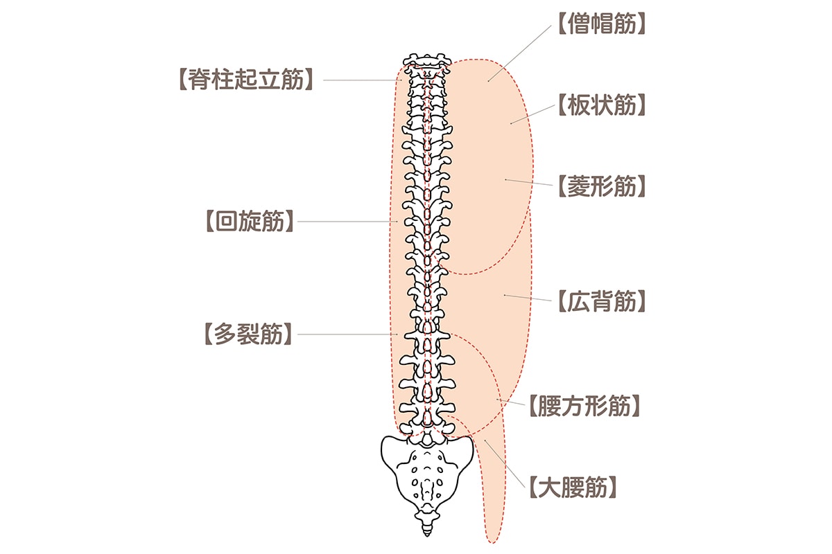 コリや不調と切っても切れない、背骨と筋肉の関係を知っておこう。