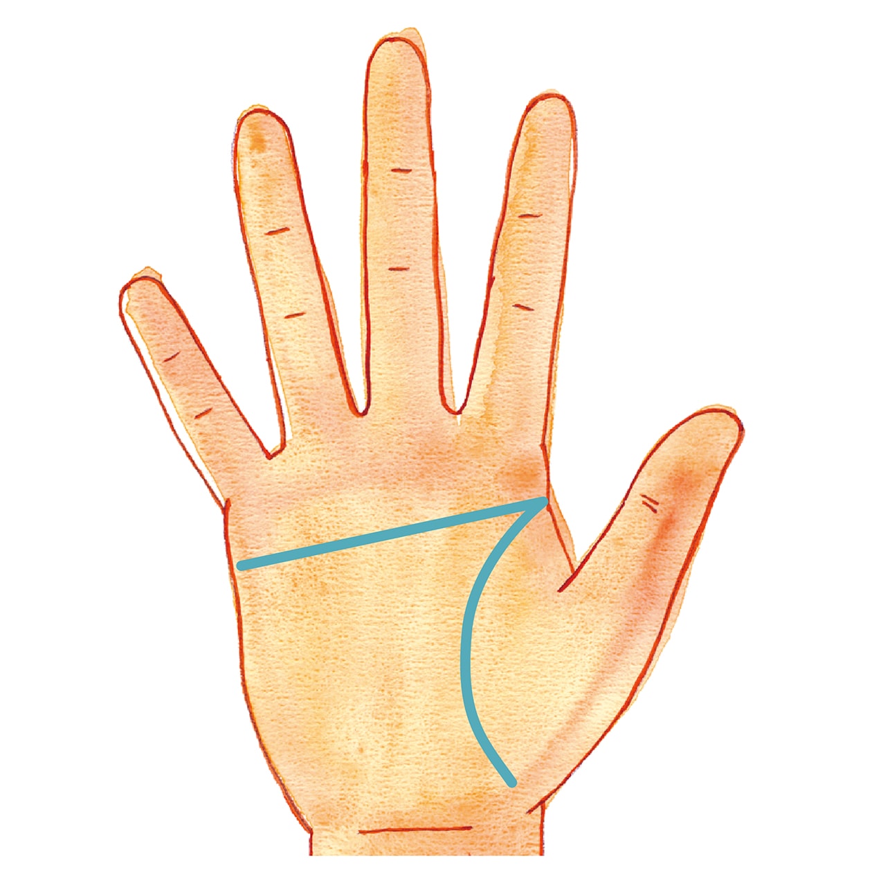 未来を示す右手で手相を読んでみよう。 | くらし | クロワッサン