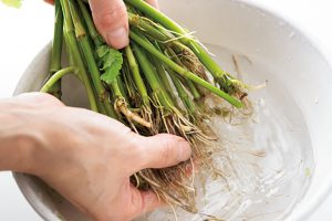 せりの根からもだしが出る。土を落としてから、水につけて手でしっかり洗う。