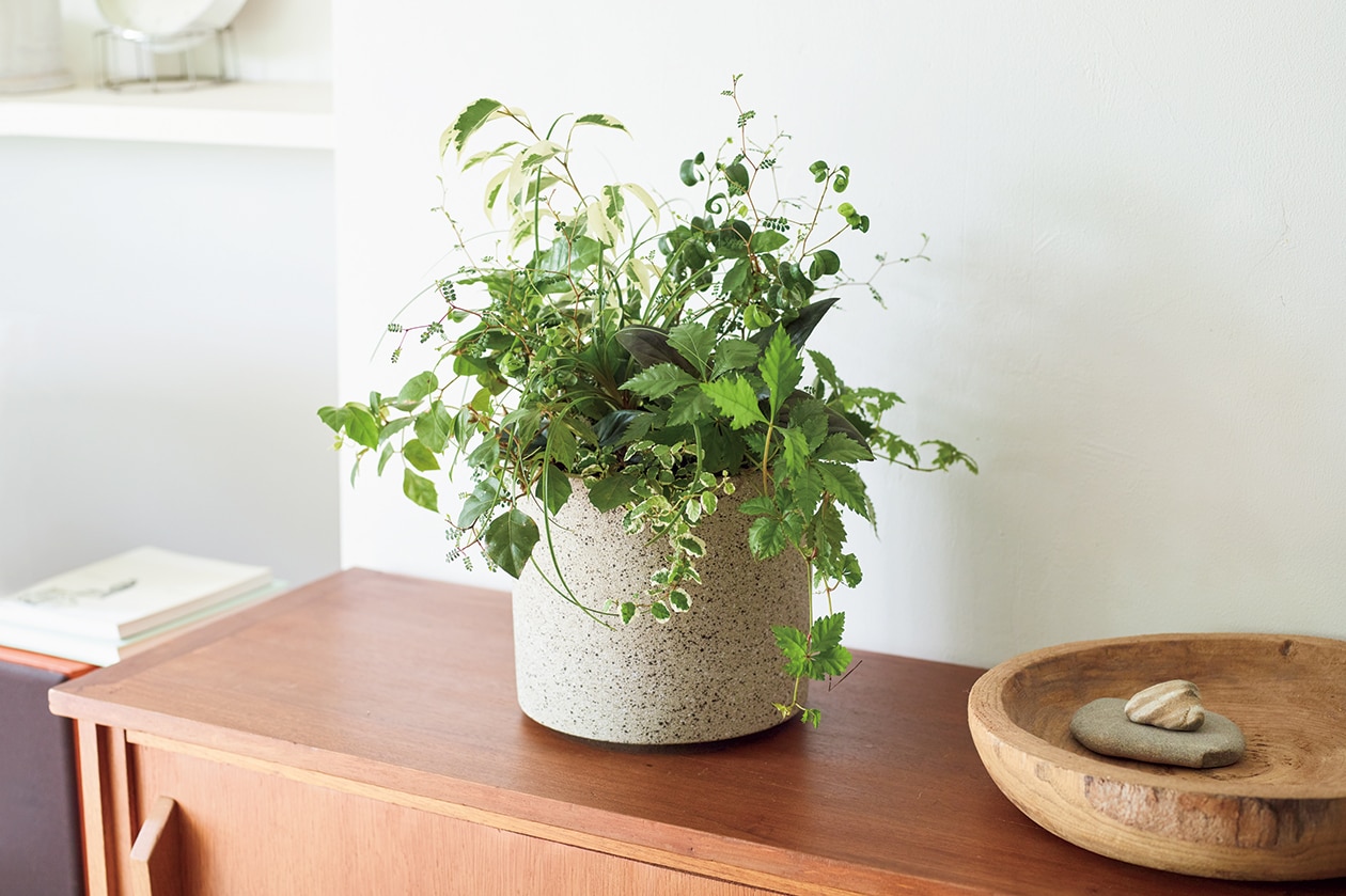 部屋に彩りと安らぎが生まれる、9種のインドアプランツ寄せ植え