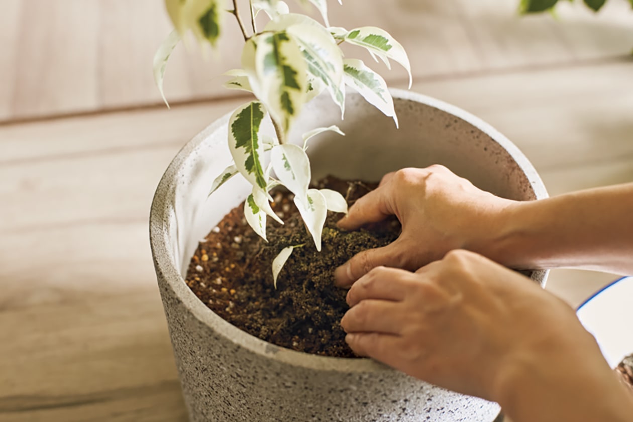 部屋に彩りと安らぎが生まれる、9種のインドアプランツ寄せ植え
