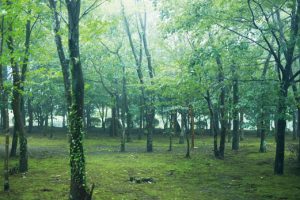 空気が澄み渡る朝の木立。敷地内を散歩するのも心地よい。