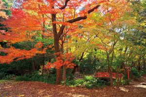 等々力渓谷公園（世田谷区）