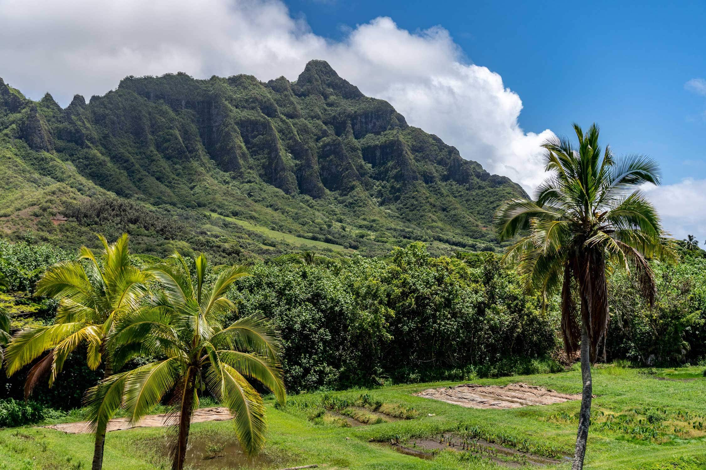 ハワイの自然保護に触れられるスポットでショッピングを楽しもう！