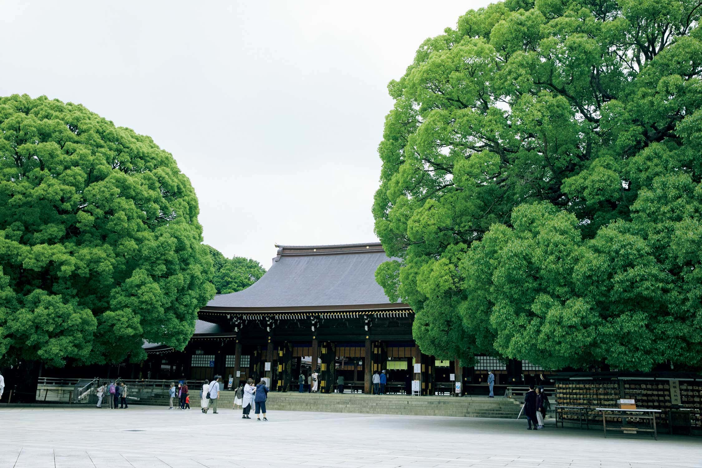 自然あふれる“渋谷の森”！　明治神宮の歴史に迫る。
