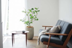 風の通るリビングにシンボルツリーを。