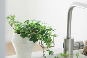 シンクとコンロの間にグリーンを置き「木の気」を取り入れる。