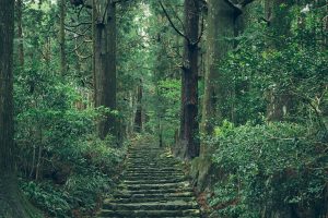うっそうと樹木が生い茂る森に、自然崇拝が結びついた世界遺産・熊野古道。