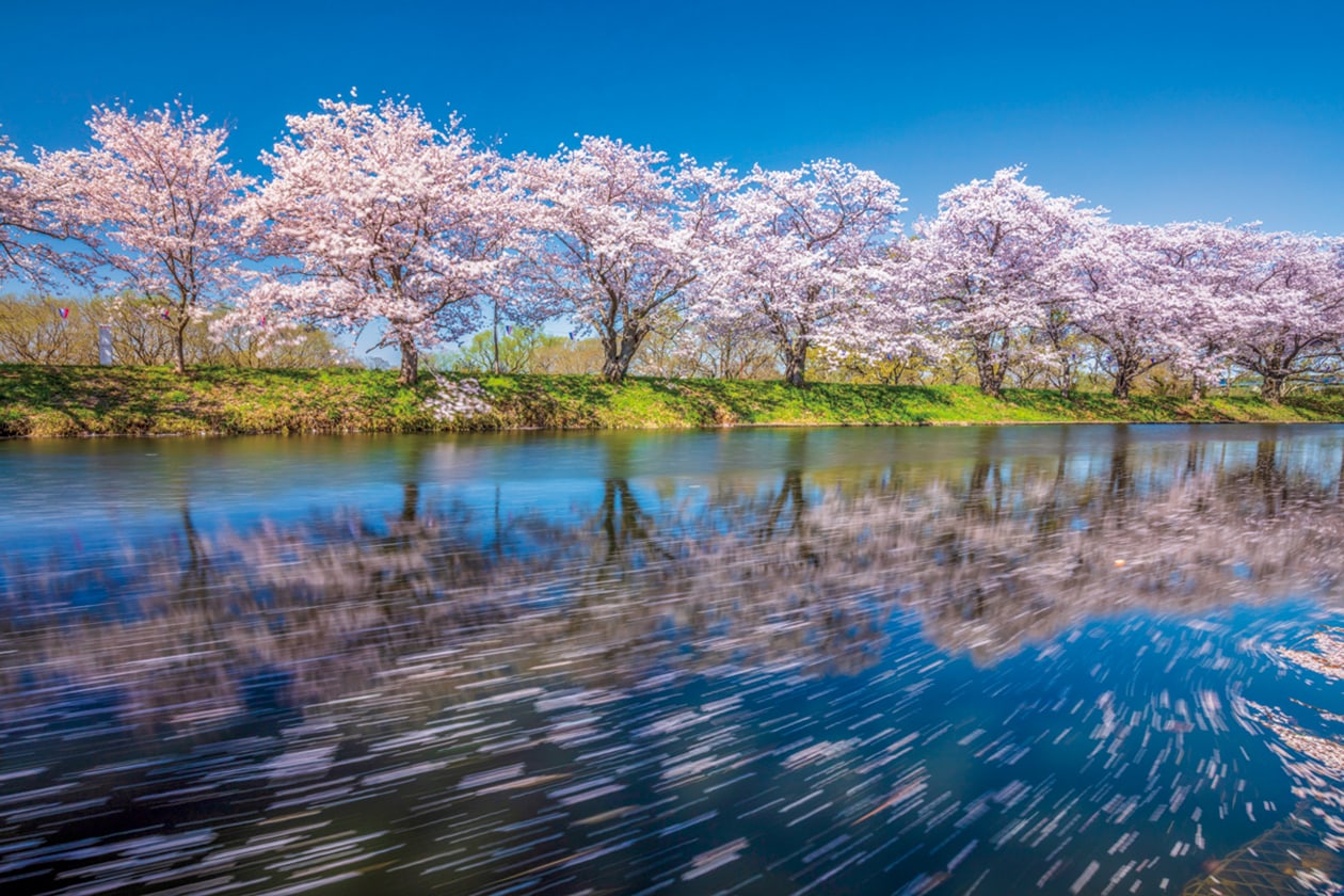 東北、関東、中部、関西、中国。日本各地で咲き誇る桜の名所めぐり。
