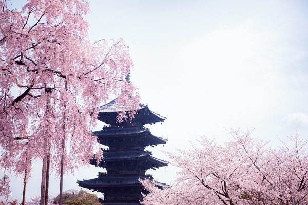 地元で長く愛され続けてきた、京都ならではの桜５選。