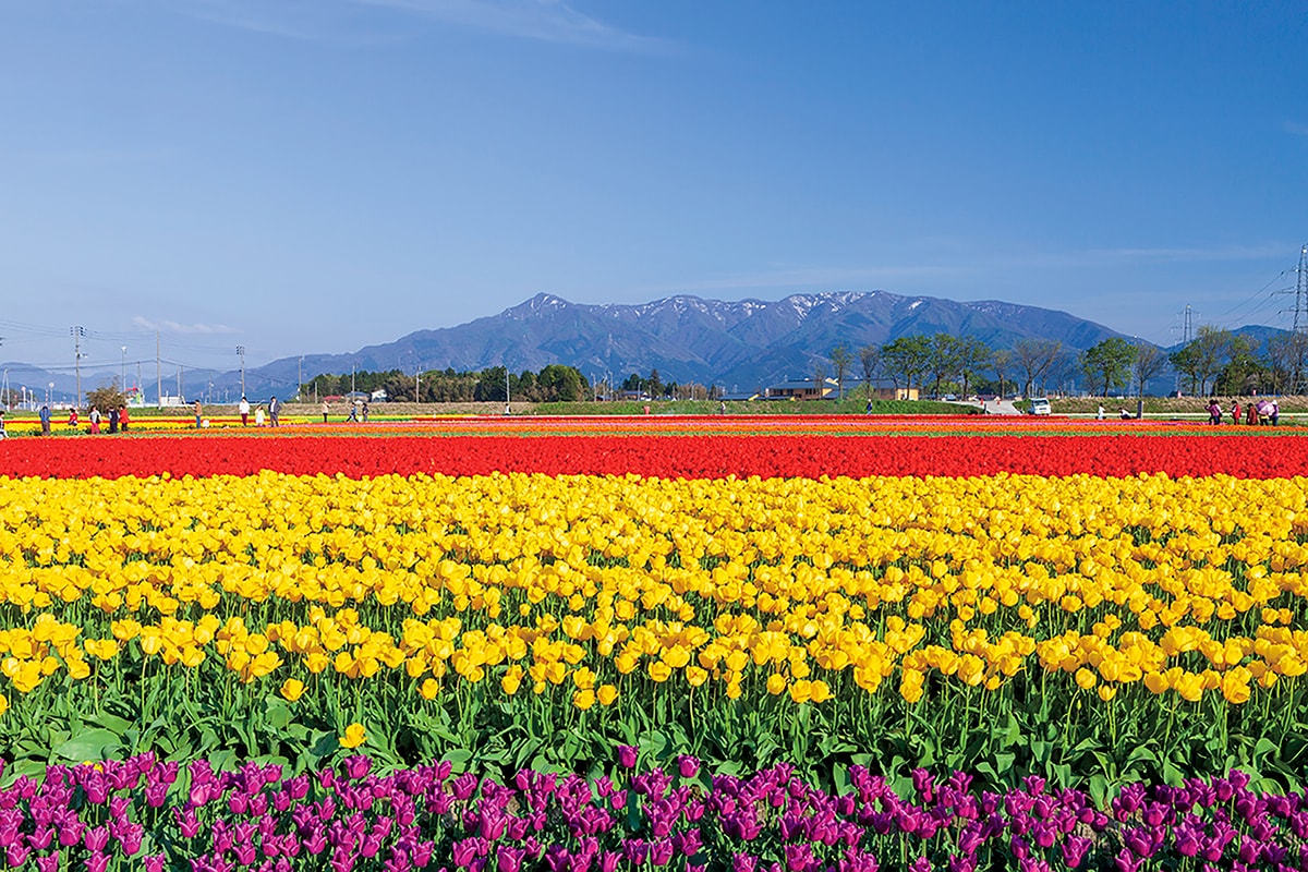 風景写真家が選ぶ、4月の花の新名所。