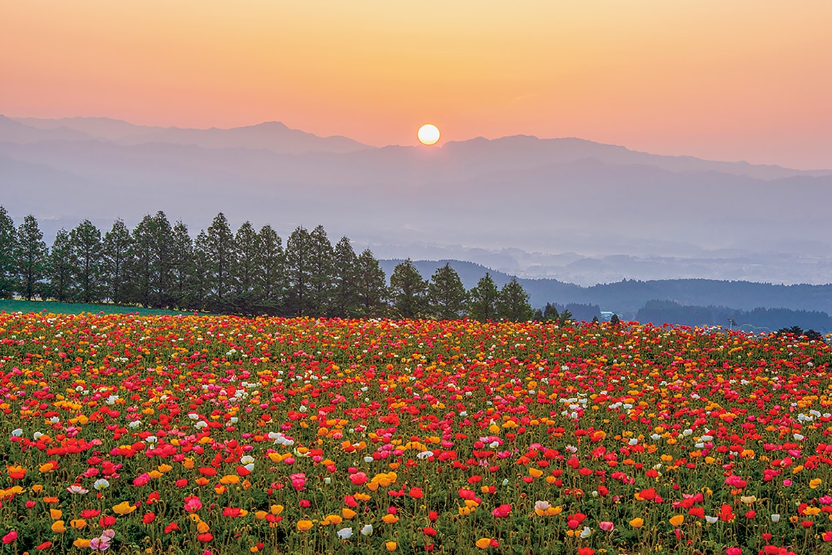 風景写真家が選ぶ、5月の花の新名所。