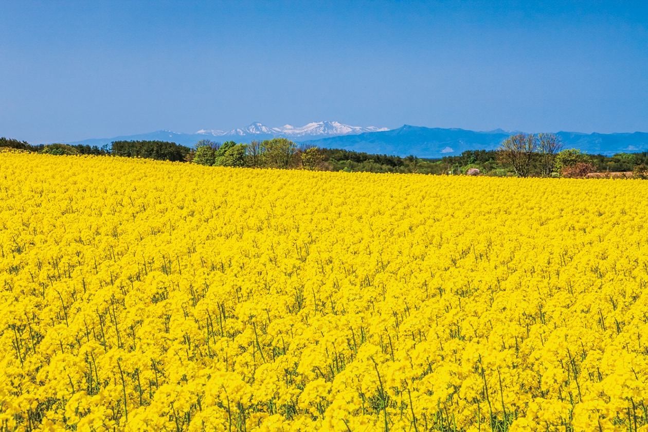 風景写真家が選ぶ、5月の花の新名所。 | くらし | クロワッサン オンライン