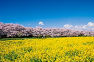 埼玉・権現堂公園の菜の花畑