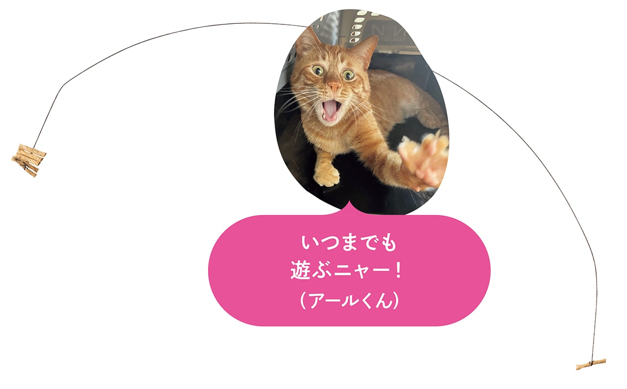 選り好みの激しいにゃんちゃんたちも納得、愛猫家が選んだとっておきの