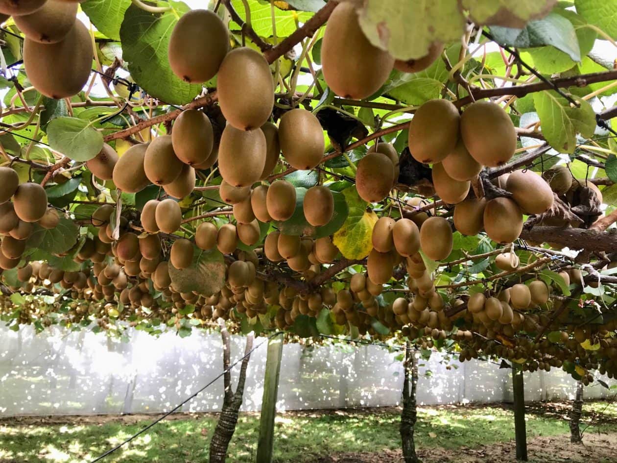 【キウイ】 hsm031-s0008_01.jpg