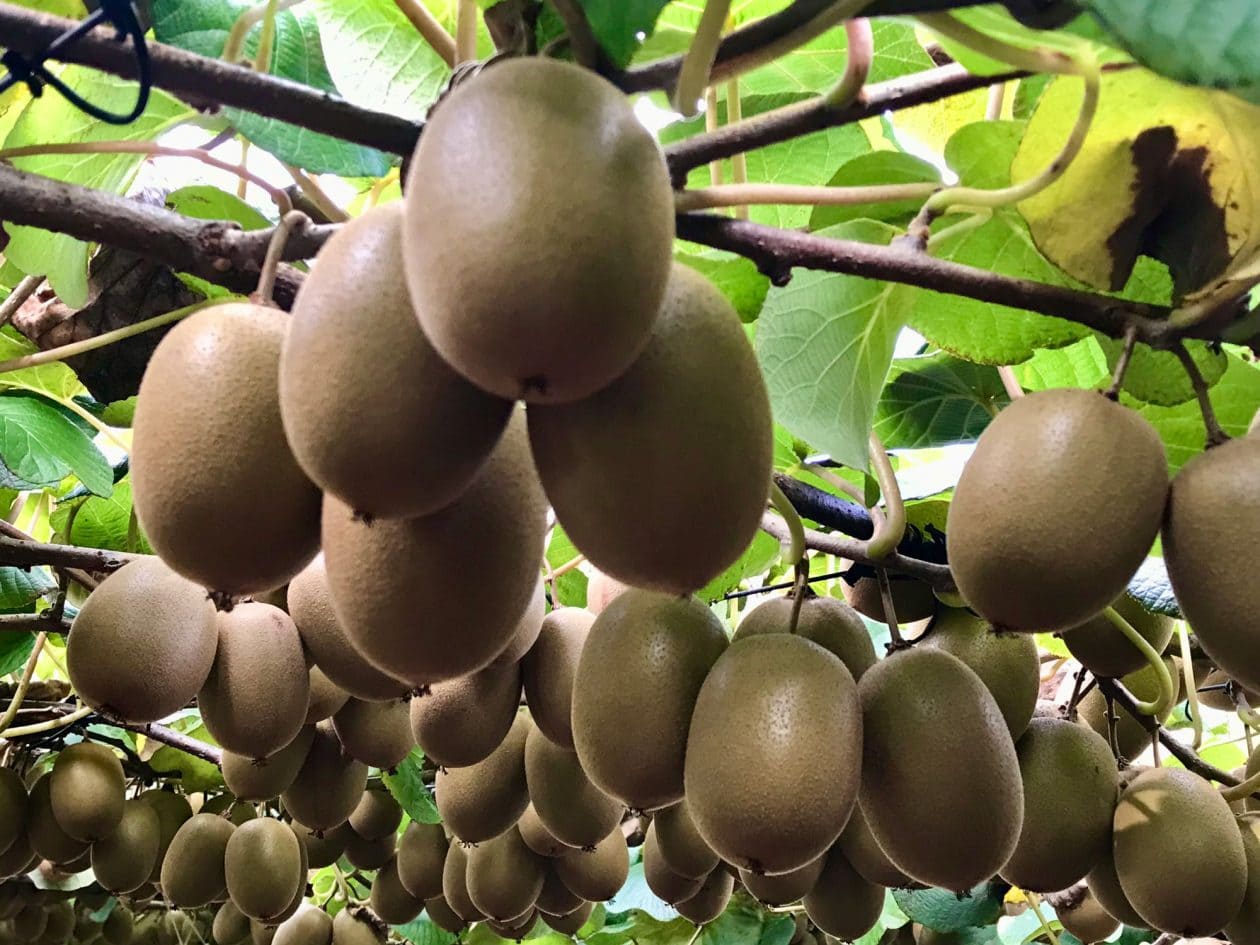 キウイフルーツの故郷ニュージーランドで、最高品質のキウイ作りに