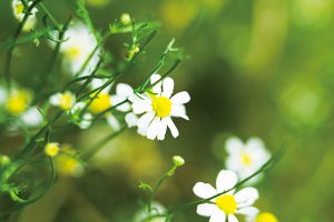 【カモミール】小菊のような花のカモミールには鎮静効果があり、ヨーロッパではお茶がよく飲まれる。