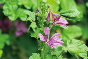 【マロウ（うすべに葵）】夏に赤紫色の花を咲かせるハーブ。お茶は粘膜に効果あり。とろみのある葉はサラダにも。