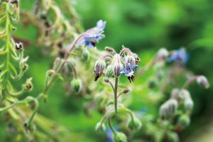 【ボリジ】花のつけ根には蜜があり甘く、お菓子などに使う。解熱などの薬効があり種は民間薬にも。