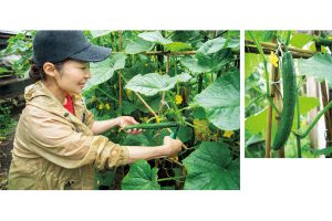 新鮮なきゅうりは表面のぶつぶつにチクッとする透明なヒゲが生えている。