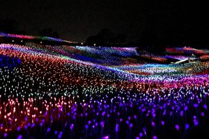 果てしなく続く幻想的な「光のフィールド（Field of Light）」。花のように見えるライトは全て、92枚のソーラーパネルで駆動される光ファイバーシステム。