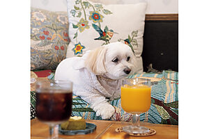 なでられるとご満悦　ブロッコリー