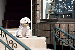 横浜 元町・中華街の人気わんこ──会いに行きたい看板犬