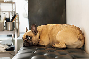 やる気のないおじさん　サブロウ