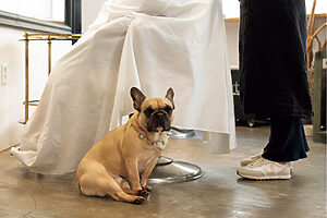 横浜 元町・中華街の人気わんこ──会いに行きたい看板犬