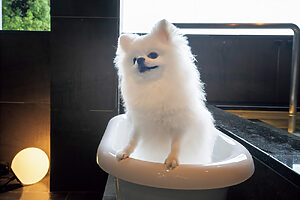 部屋のバルコニーには伊香保温泉の白銀の湯を湛えた露天風呂と犬用バスタブ。犬にも優しい泉質