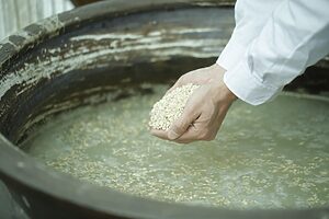 蒸米に麹を合わせ、酵母を加えることで、酒のもと「もろみ」が完成 