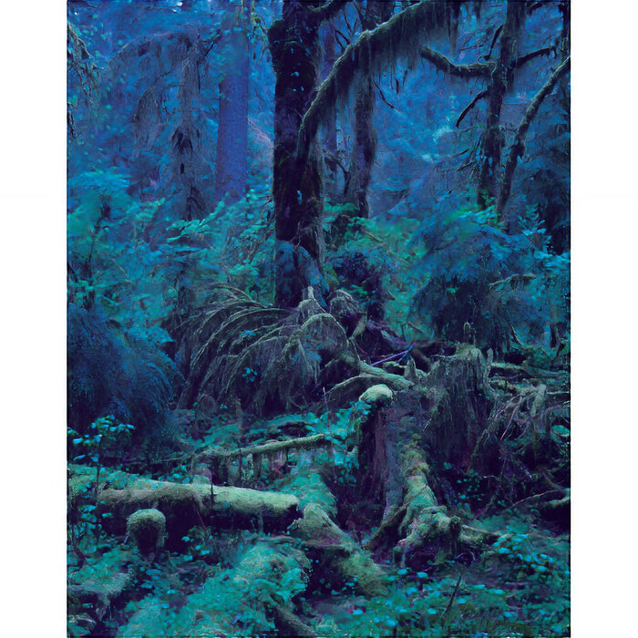 『上田義彦　いつも世界は遠く、』神奈川県立近代美術館 葉山──変化し続けるものの瞬間を写しとる