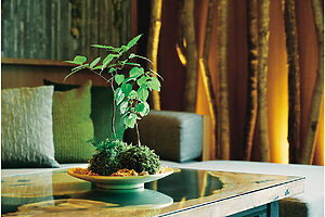 リビングのテーブルは奥入瀬渓流の流れをモチーフにしたもの。苔玉は「こけ玉作り体験」で作ることができる（「苔スイートルーム」より）