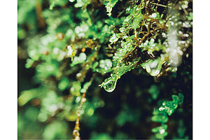 湧き水が苔をつたって流れ落ちる幻想的な風景もそこかしこで見られる