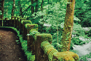 貴重な木の欄干に、苔が青々と茂る。根を持たない苔だからこそ実現する自然の美