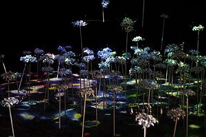 《幻象の庭》saiho + 林イグネル小百合