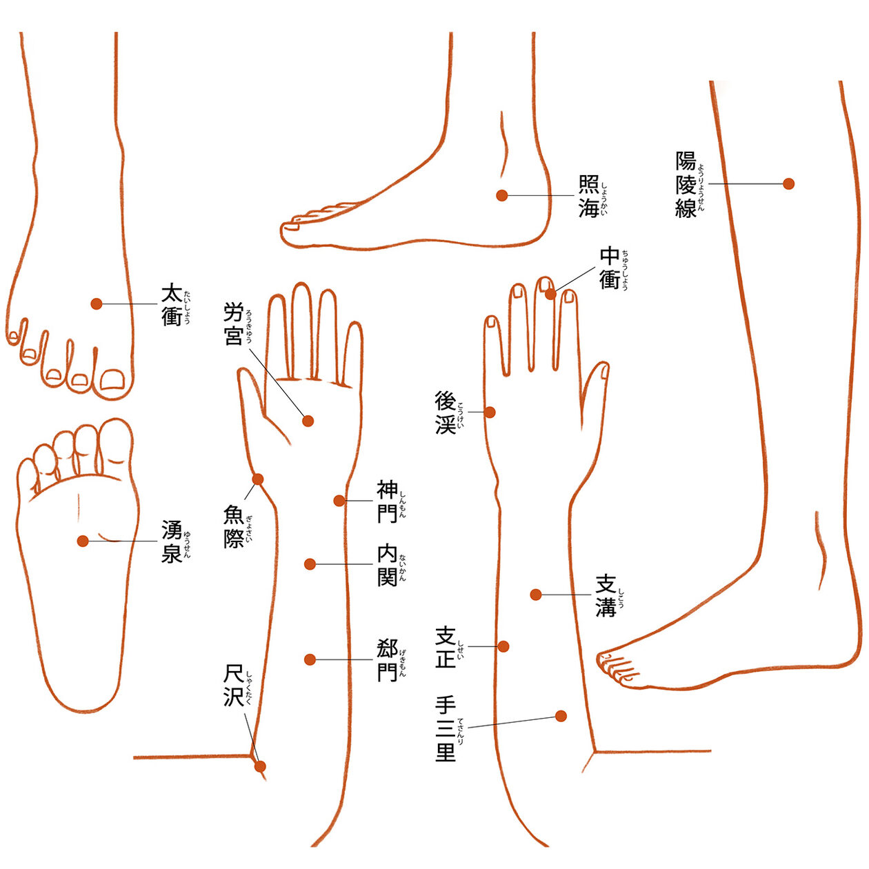 手足のツボで簡単セルフケア。内臓や婦人科系の不調を改善 | 健康