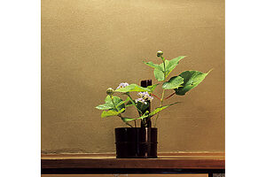 女将の仕事は花を生けることから学ぶことも多い。玄関の迎え花から部屋に彩りを添える花まで、空間の移り変わりの流れに沿って人をなごます花生けを心がけるという