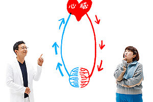 「動脈」「静脈」「毛細血管」と3種類ある“血管”の役割を解説